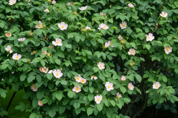 Photo de petites roses rose clair sur un buisson parmi les feuilles vertes — Photo