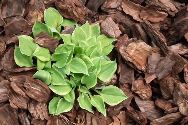 Hosta plantaginea açık yeşil yapraklar, kahverengi kabukla kaplı. Resim efekti — Stok fotoğraf