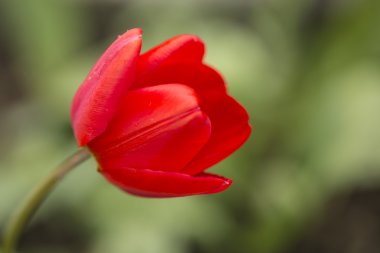 Yeşil kırmızı lale