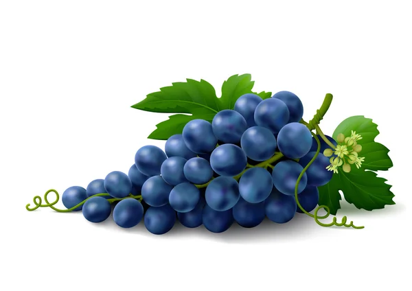 Blue grapes on white background — Stock Vector