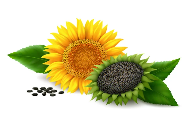 Girasol sobre fondo blanco — Vector de stock