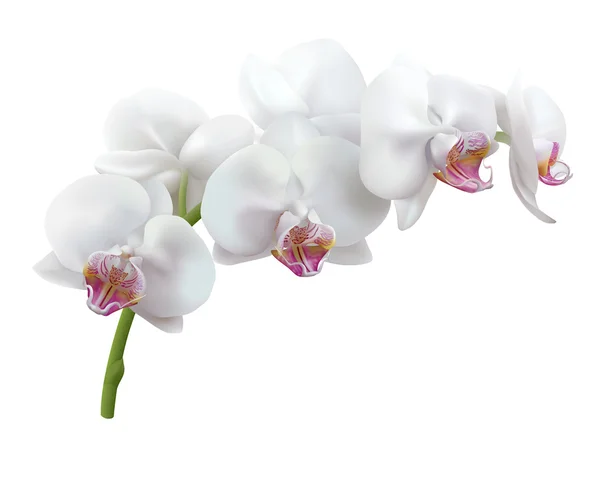 Fiori bianchi di orchidea su sfondo bianco — Vettoriale Stock