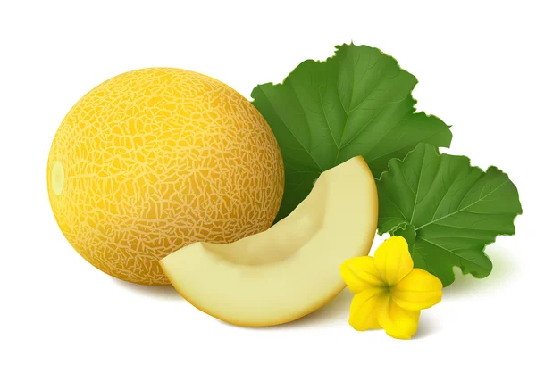 Beyaz arka plan üzerinde Galia kavun