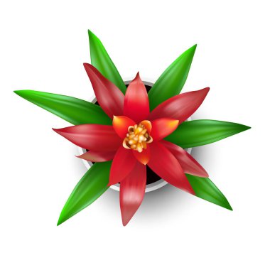Çiçek saksısında çiçek açan kırmızı Guzman dilbilgisi (Bromelia) ev bitkisi. Üst Manzara. Beyaz arka planda izole edilmiş. Gerçekçi vektör illüstrasyonu.