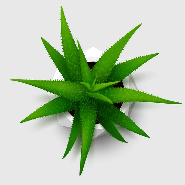 Planta Suculenta Casa Aloe Potenciômetro Branco Polygonal Flor Vista Superior — Vetor de Stock