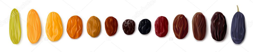 A variety of raisins. Row of dried grapes in different colors and sizes. White background. Top view. Realistic vector illustration