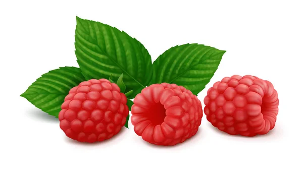 Three Lying Raspberry Fruits Green Leaves Isolated White Background Realistic — Stock Vector