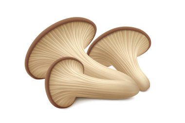 Beyaz arka planda üç taze istiridye mantarı. Yan görüş. Gerçekçi vektör illüstrasyonu.  