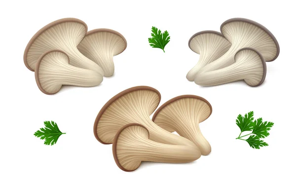 Groups Fresh Oyster Mushrooms Different Colors Grey Brown Green Leaves — Stock Vector