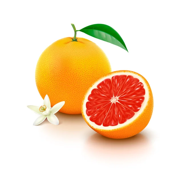 Greyfurt yarısı ve beyaz zemin üzerine çiçek