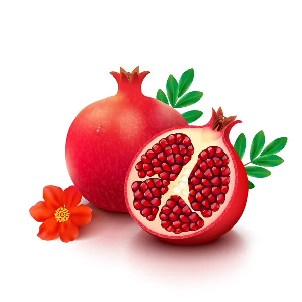 Pomegranate on white background — Stock Vector
