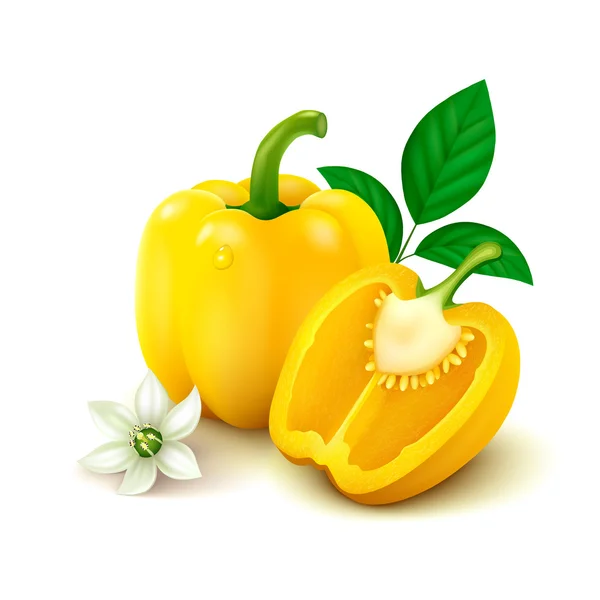 Yellow bell pepper (bulgarian pepper) on white background — Stock Vector