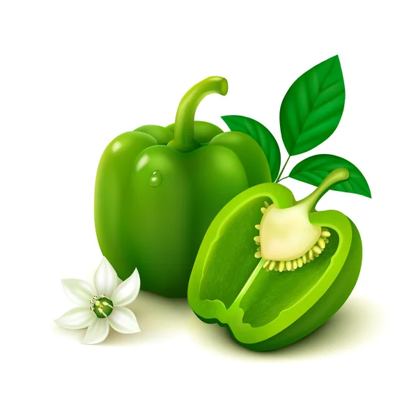 Fehér alapon zöld paprika (bolgár paprika) — Stock Vector