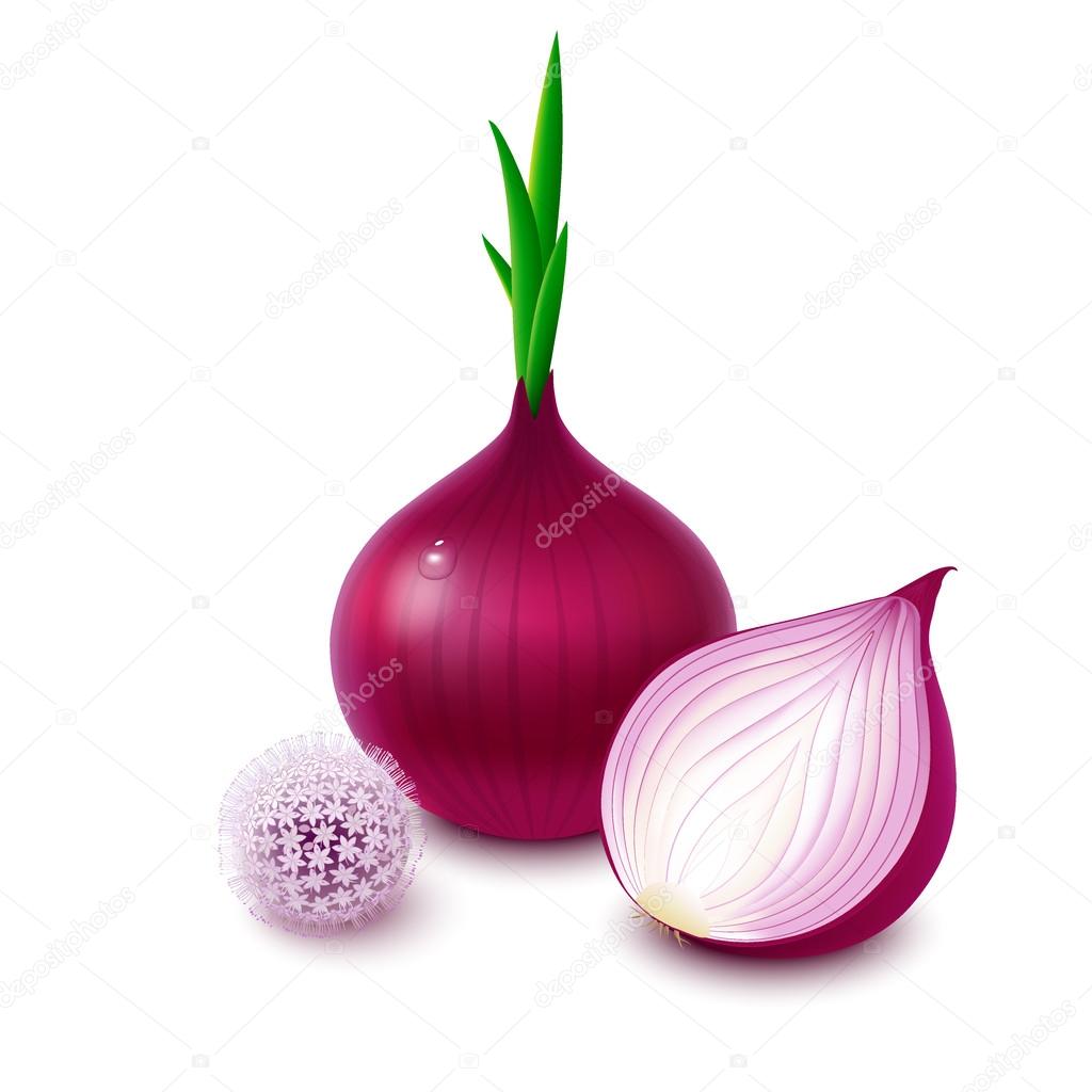 Red onion on white background with flower Stock Vector Image by ©Natasha55  #62233703