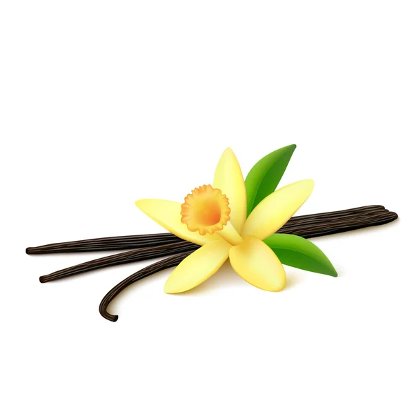 Vanilla pods with flower on white background — Stock Vector