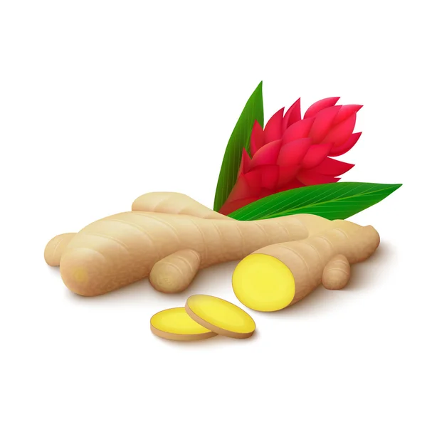 Ginger Stock Vectors, Royalty Free Ginger Illustrations Depositphotos®