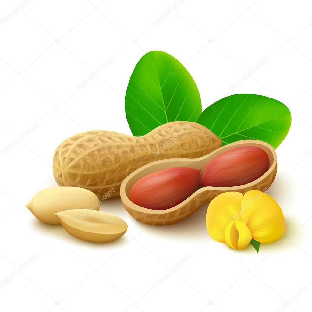 Peanuts on white background