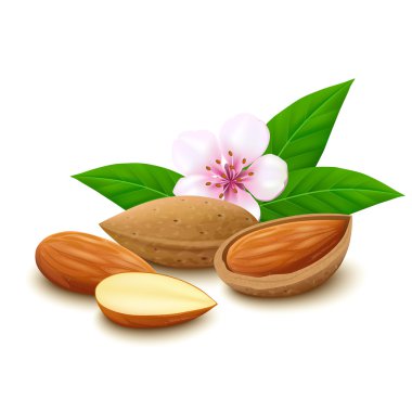 Almonds on white background clipart