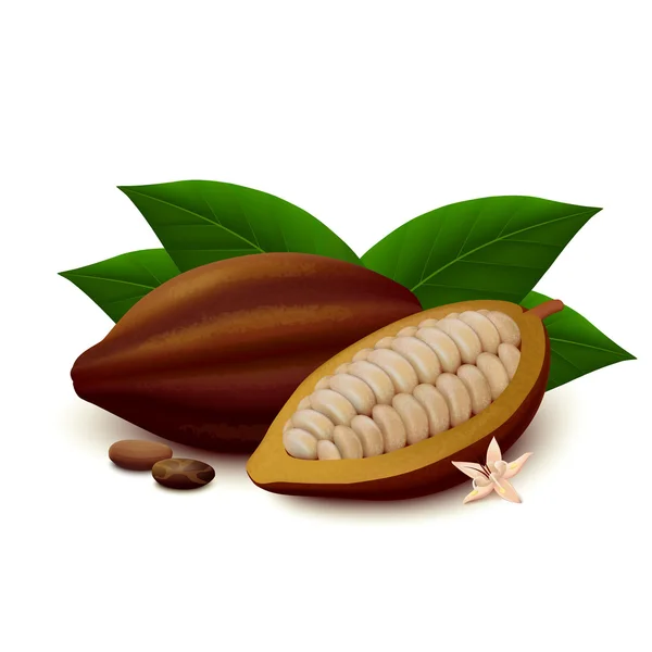 Cacao sur fond blanc — Image vectorielle