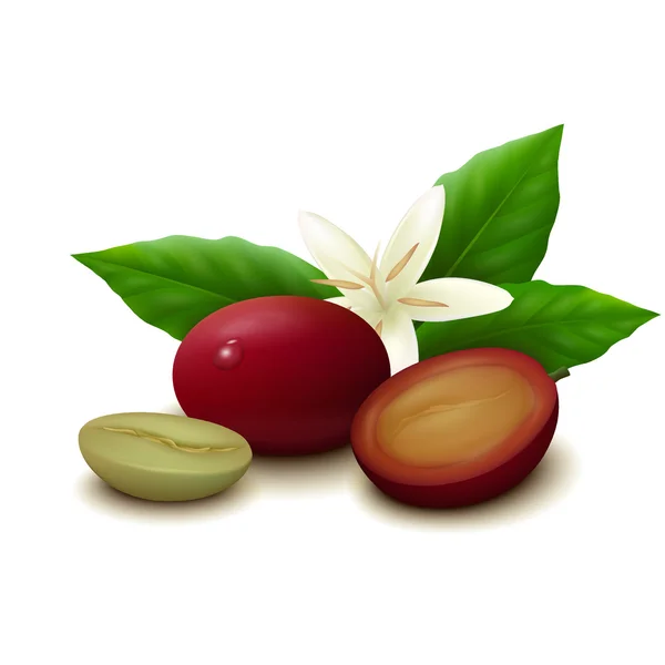 Flor de café imágenes de stock de arte vectorial | Depositphotos Flor de café imágenes de stock de arte vectorial | Depositphotos