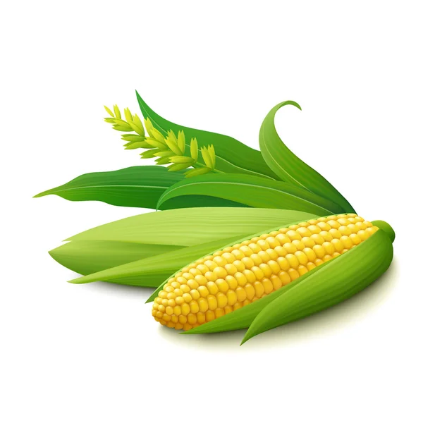 Gelber Mais auf den Kolben auf weißem Hintergrund — Stockvektor