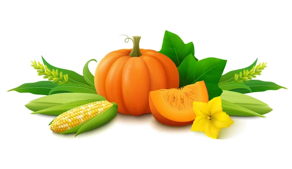 Bodegón con calabaza y maíz sobre fondo blanco. Cosecha fresca para el día de Acción de Gracias . — Archivo Imágenes Vectoriales