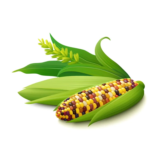 Chuletas de maíz indio colorido sobre fondo blanco — Archivo Imágenes Vectoriales