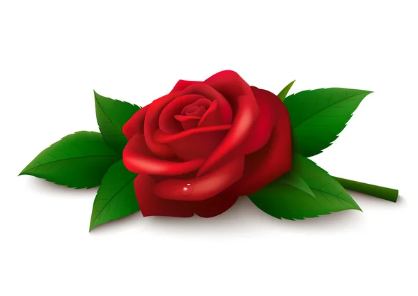 Rosa roja sobre fondo blanco — Vector de stock