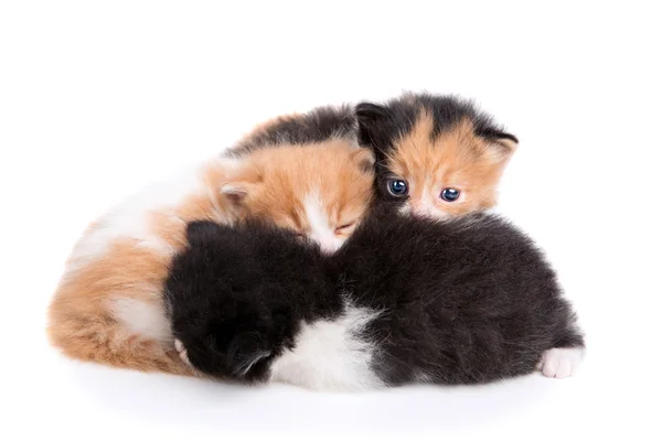 Lilla baby kattungar — Stockfoto