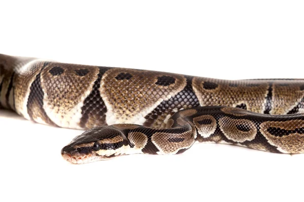 Beautiful python snake — Stock Photo, Image