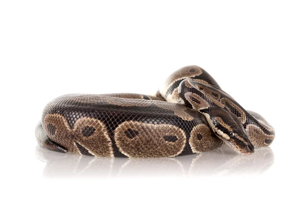 Beautiful python snake — Stock Photo, Image
