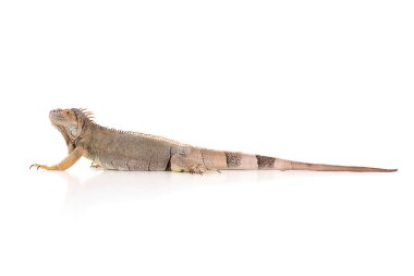 İguana kertenkele, sürüngen