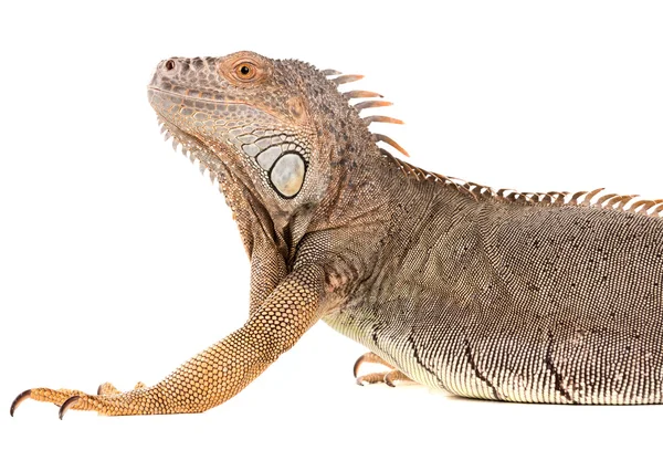 Игуанская ящерица, рептилия — стоковое фото
