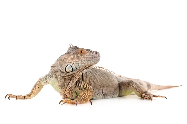 Iguana gyíkok, hüllő — Stock Fotó