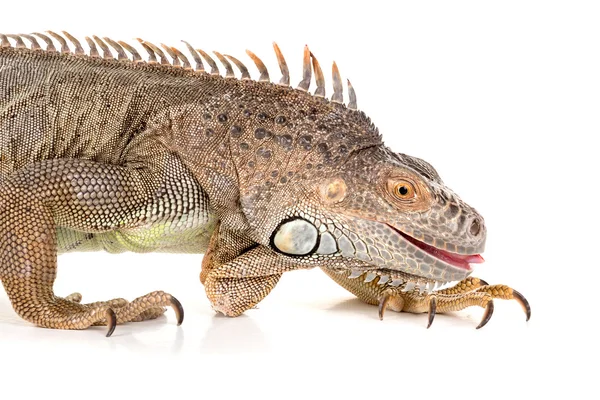 Ігуана ящірка, рептилій — стокове фото