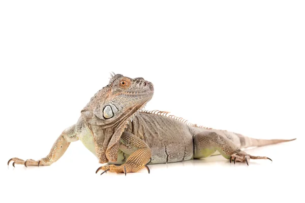 Iguana gyíkok, hüllő — Stock Fotó