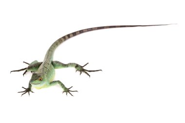yeşil basilisk kertenkelesi