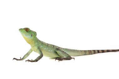 yeşil basilisk kertenkelesi