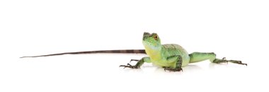 yeşil basilisk kertenkelesi