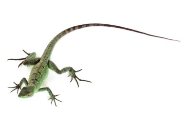 yeşil basilisk kertenkelesi