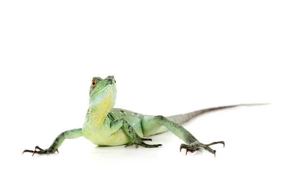 초록 바실리카 크 도마뱀 — 스톡 사진