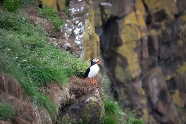 Aves de frailecillo en Islandia —  Fotos de Stock