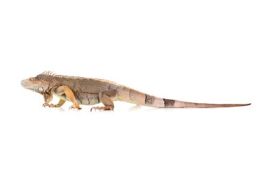 İguana hayvan sürüngen