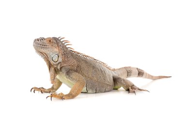 İguana hayvan sürüngen