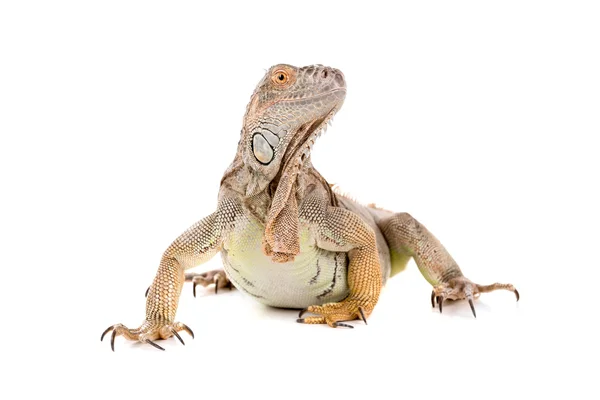 Iguana réptil animal — Fotografia de Stock