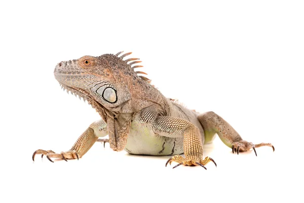 Rettile animale dell'iguana — Foto Stock