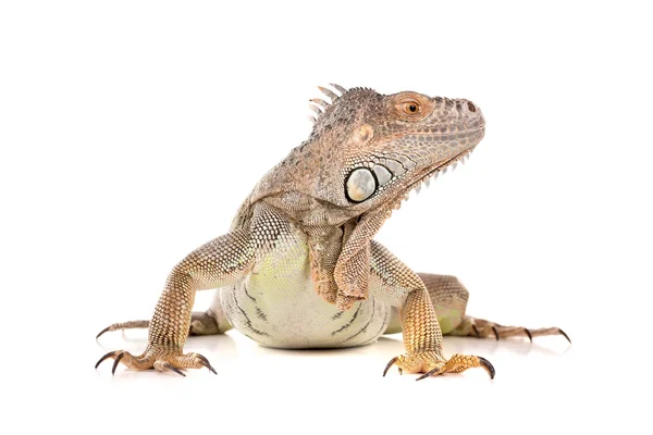 Iguana zwierzęta reptile — Zdjęcie stockowe