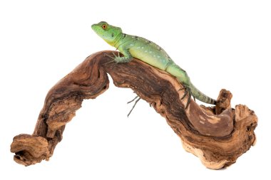 yeşil basilisk kertenkelesi