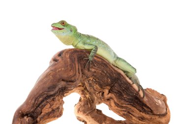 yeşil basilisk kertenkelesi