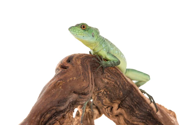 Groene basilisk hagedis — Stockfoto